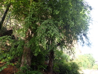 Tamarindus indica