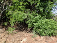 Tamarindus indica