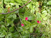 Aptenia cordifolia