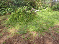 Aptenia cordifolia