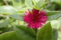 Aptenia cordifolia