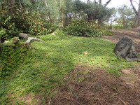 Aptenia cordifolia