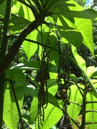Charpentiera densiflora