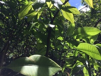 Charpentiera densiflora
