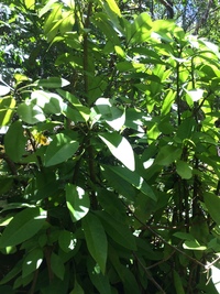Charpentiera densiflora