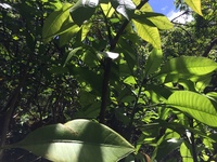 Charpentiera densiflora