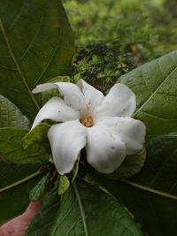 Gardenia remyi