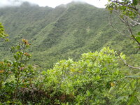 Gardenia remyi