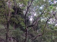 Hibiscus waimeae subsp. waimeae
