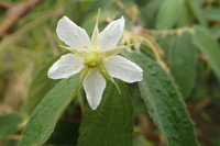 Muntingia calabura