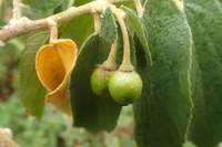 Muntingia calabura