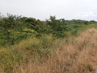 Muntingia calabura