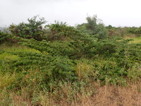 Muntingia calabura