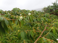 Muntingia calabura