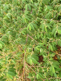 Muntingia calabura