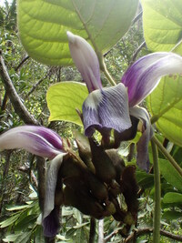 Canavalia napaliensis