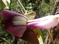 Canavalia napaliensis