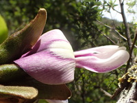 Canavalia napaliensis
