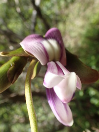 Canavalia napaliensis