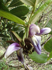 Canavalia napaliensis