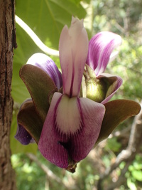 Canavalia napaliensis
