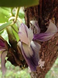 Canavalia napaliensis