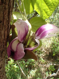 Canavalia napaliensis