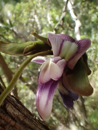 Canavalia napaliensis