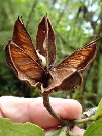 Hibiscus kokio subsp. kokio