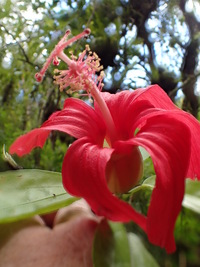 Hibiscus kokio subsp. kokio