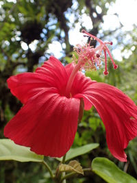 Hibiscus kokio subsp. kokio
