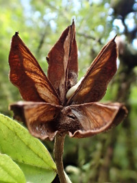 Hibiscus kokio subsp. kokio