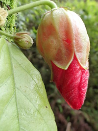 Hibiscus kokio subsp. kokio