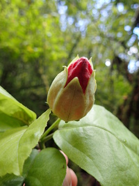 Hibiscus kokio subsp. kokio