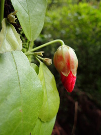 Hibiscus kokio subsp. kokio