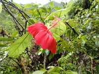 Hibiscus kokio subsp. kokio
