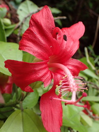 Hibiscus kokio subsp. kokio