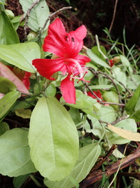 Hibiscus kokio subsp. kokio