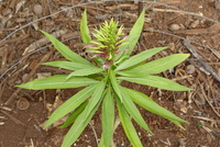Lobelia niihauensis