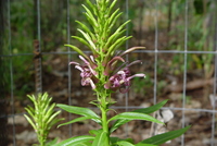 Lobelia niihauensis