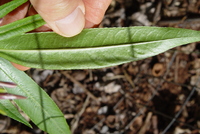 Lobelia niihauensis