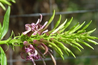 Lobelia niihauensis