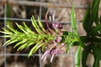 Lobelia niihauensis