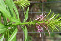 Lobelia niihauensis