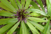 Lobelia niihauensis