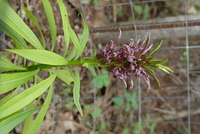 Lobelia niihauensis