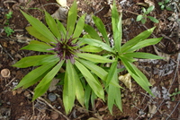 Lobelia niihauensis