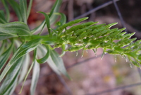 Lobelia niihauensis