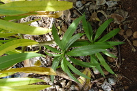 Lobelia niihauensis