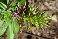 Lobelia niihauensis